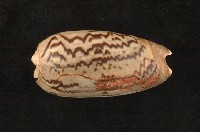 藏品(寡婦榧螺亞種)的圖片